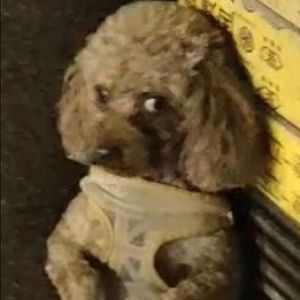 Meet your Posher, Brady